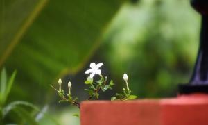 flower
