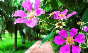 flower
