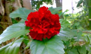 flower